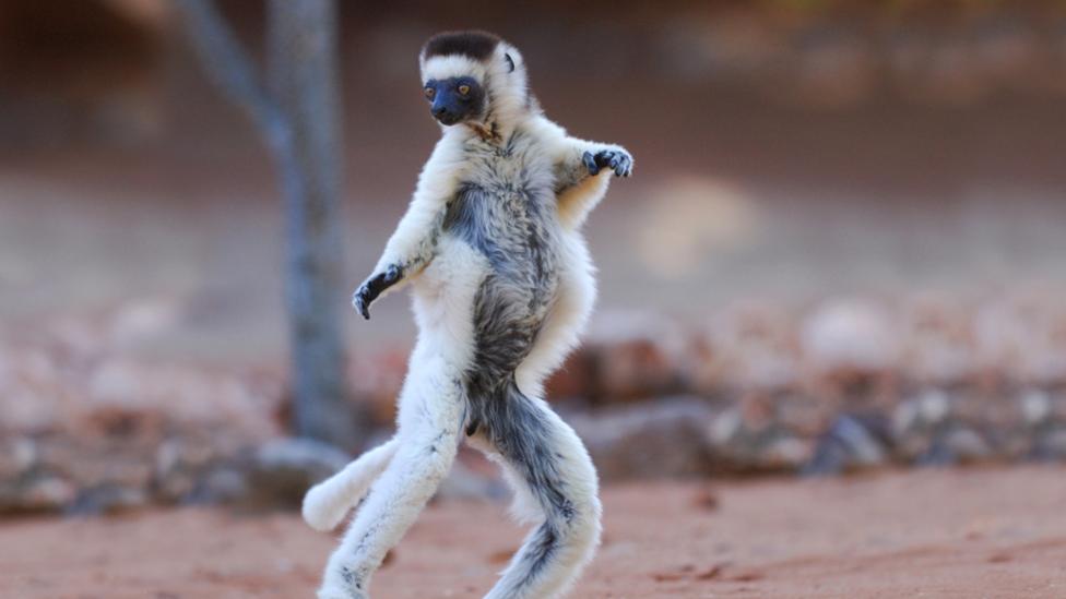 Meercat dancing