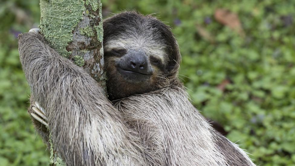 Sloth hugging a tree