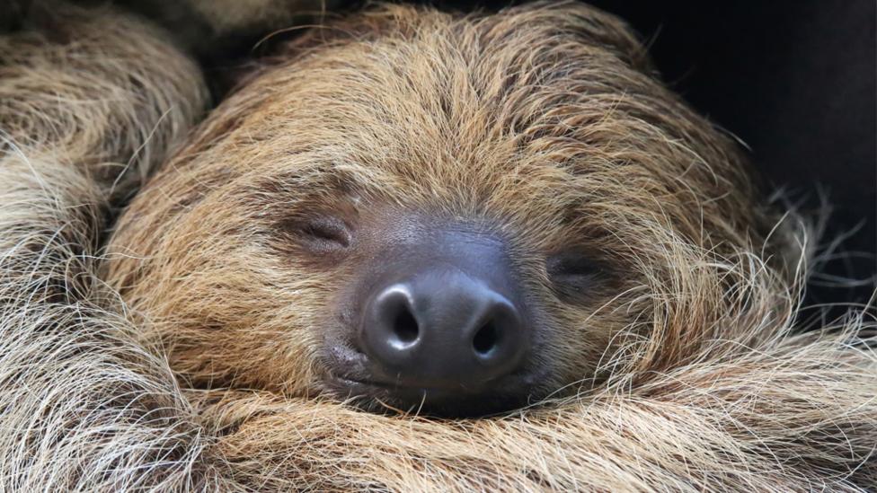 Sloth sleeping