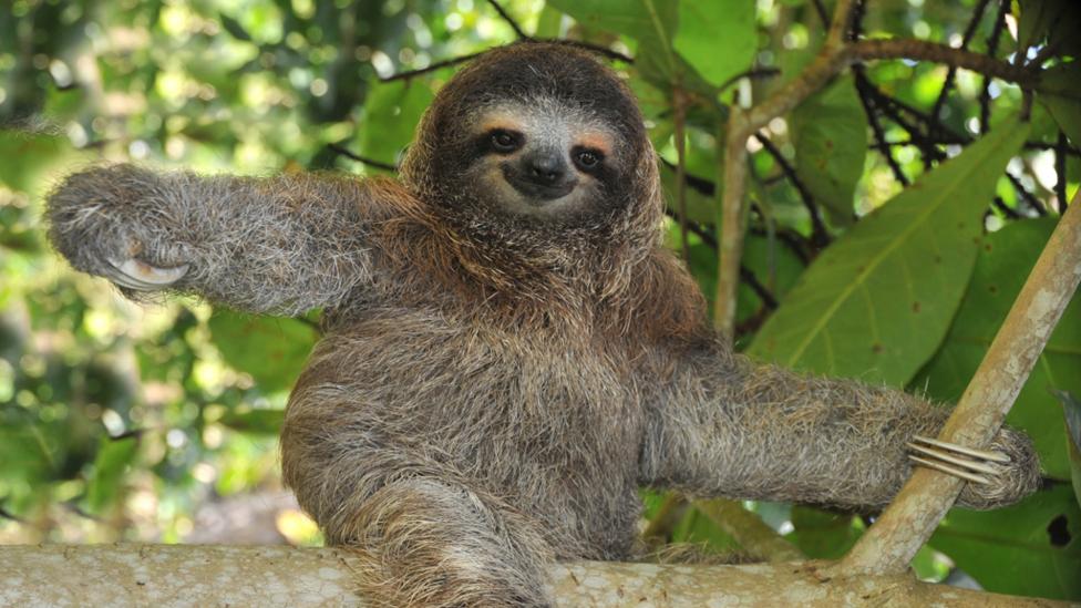 Sloth in a tree awake looking pumped