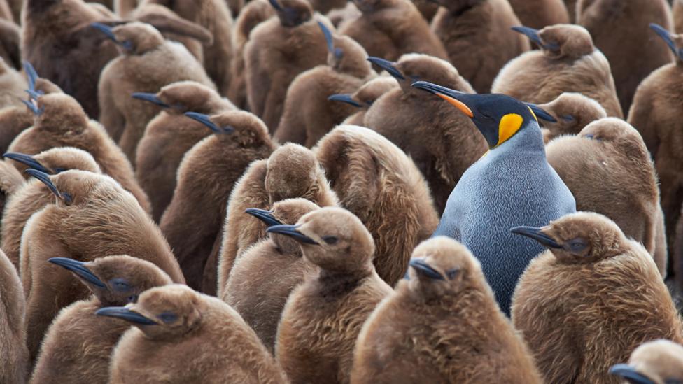 Penguin Standing out from the crowd