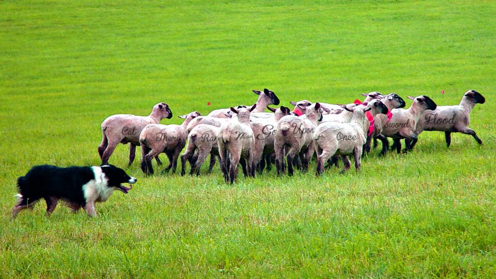 Sheep in a field with random words on them.