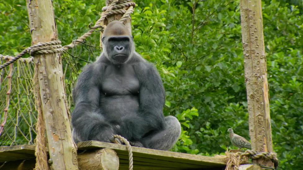 A gorilla looking upset.