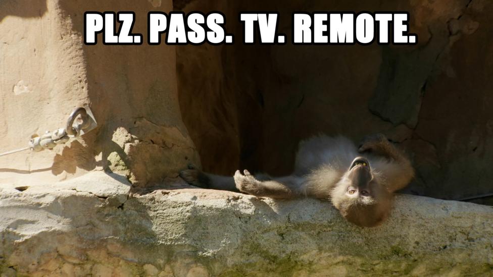 A monkey on it's back wanting the TV remote.