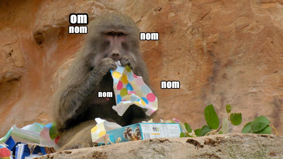 A monkey eating wrapping paper.