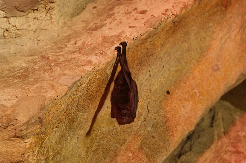 An image of a bat hanging upside down.