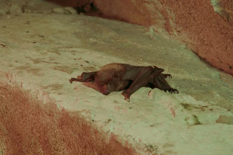 Image of a bat laying on a rock.