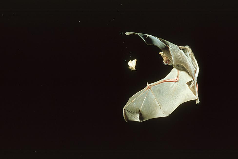 Image of a bat mid-flight chasing a bug.