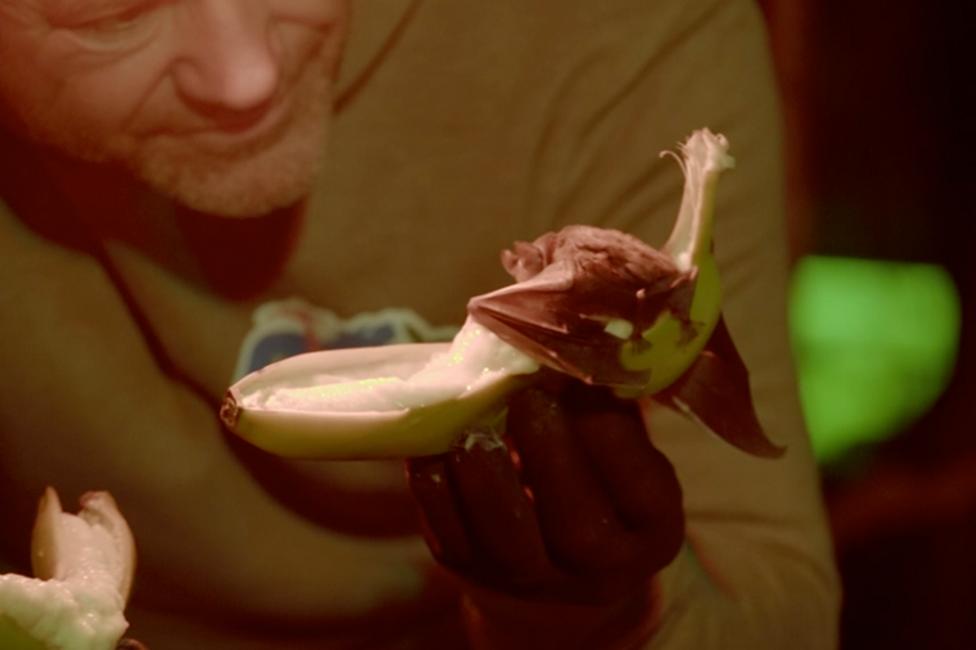 Image of a bat sat on a banana eating it. Steve is holding the banana.