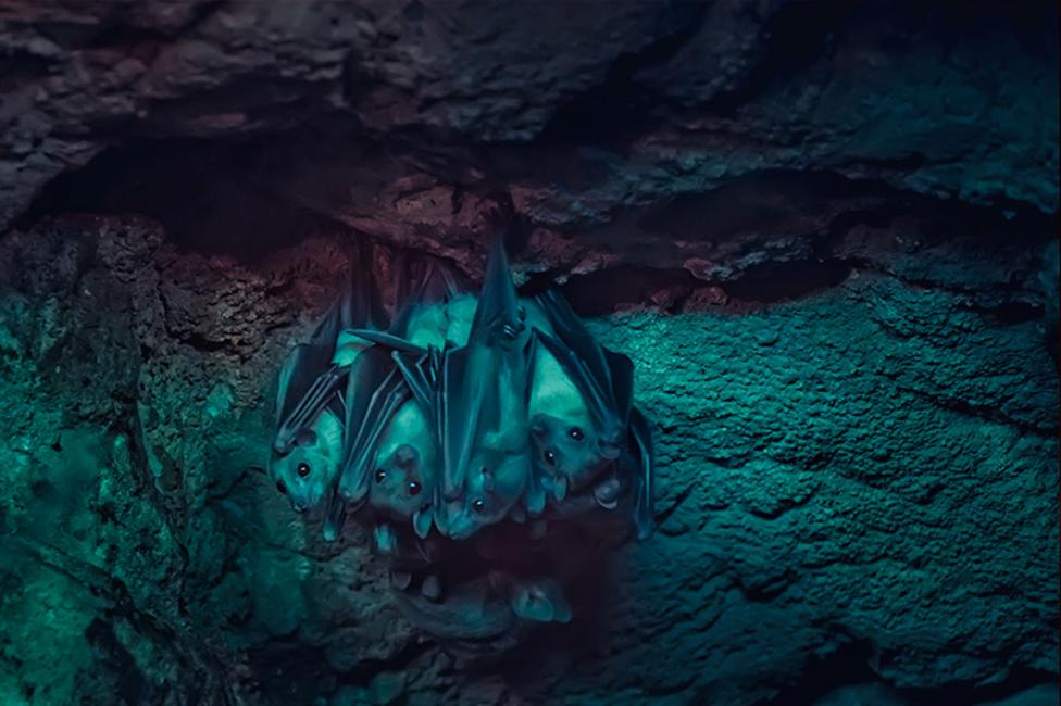 An image of a colony of bats huddle together upside down in a cave.