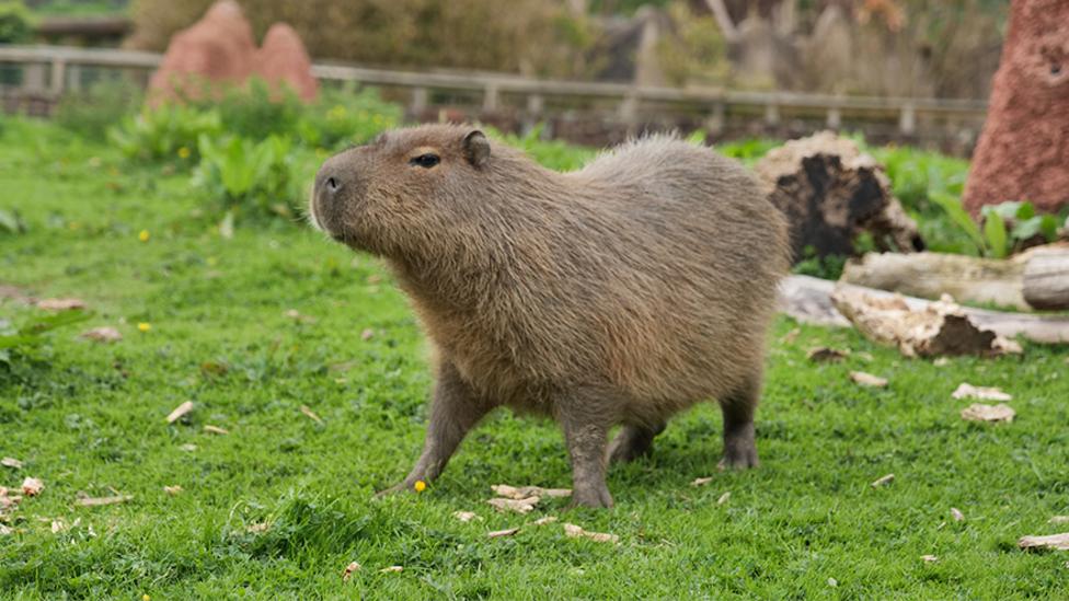 Image of a capybara in grass.