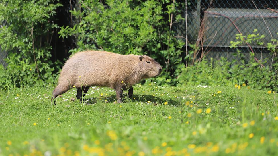 Image of a capybara in grass.