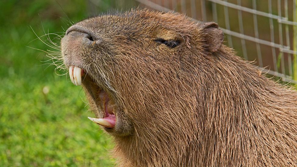 A close up of a capybara showing it's two front teeth with its mouth wide open.