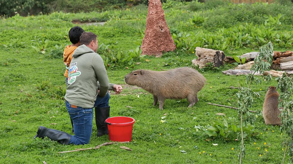 Image of Steve and Aneshwaar feeding capybara on grass with a red bucket of food.