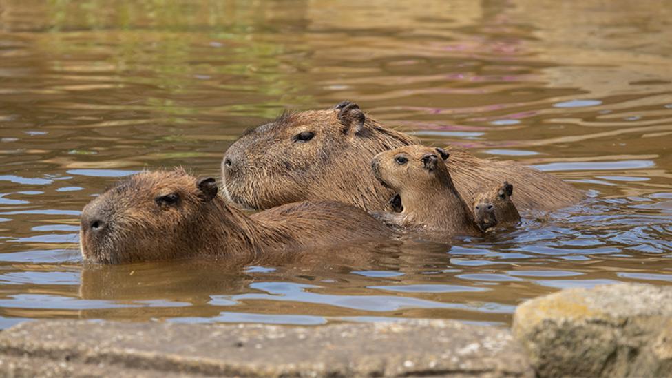 Image of a family of capybara swimming in water.