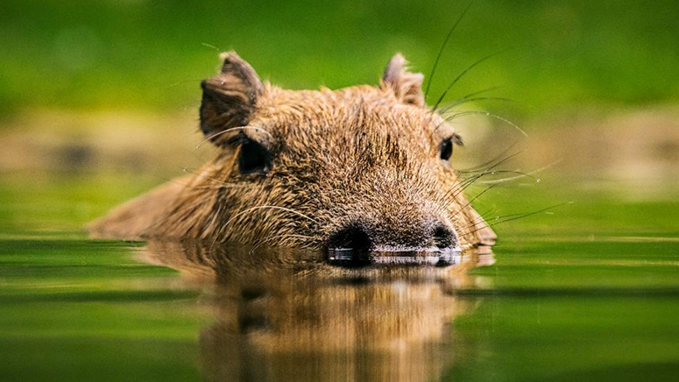 Image of a capybara's head above water as it's swimming in water.