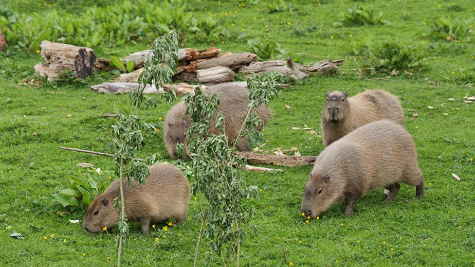 Image of a family of capybara's on grass.