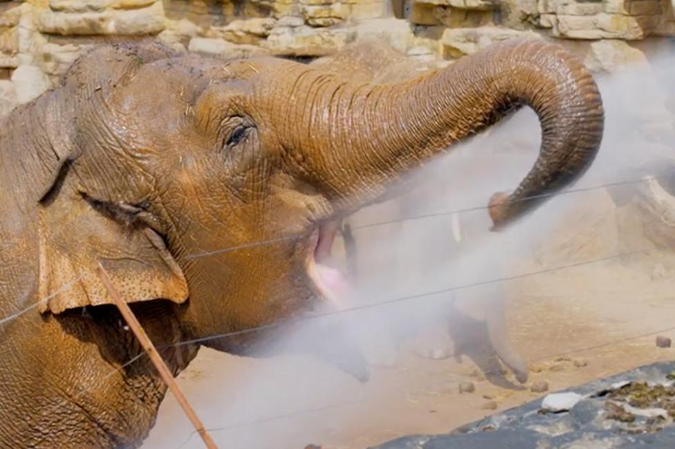 A large elephant with it's trunk stretch drinking water that is being sprayed at it.