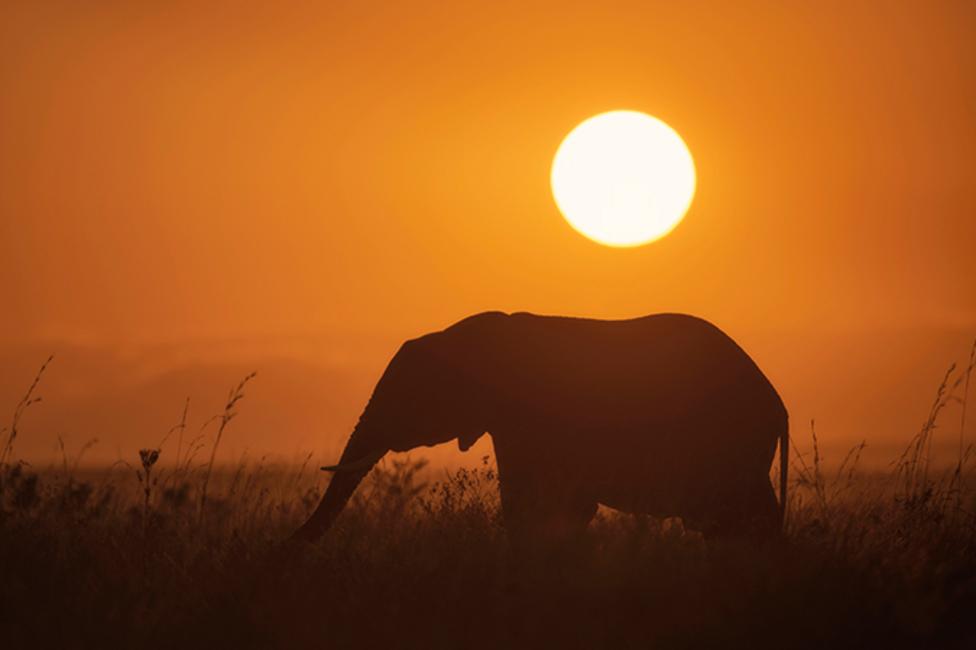 An African sunset with a silhoette of an elephant in the foreground.