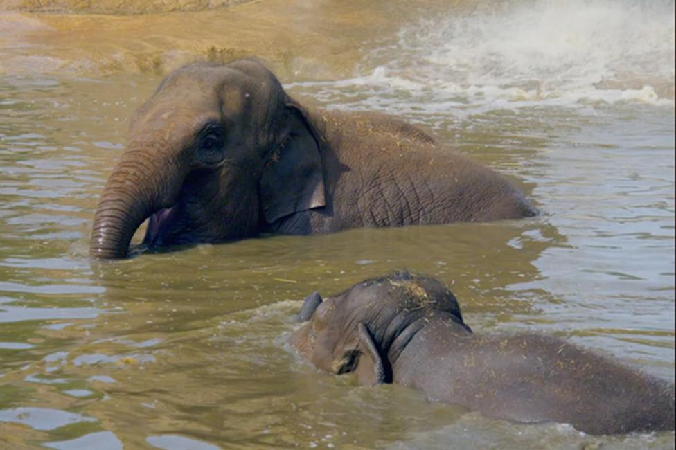 A large and a small elephant are in a pool swimming together.