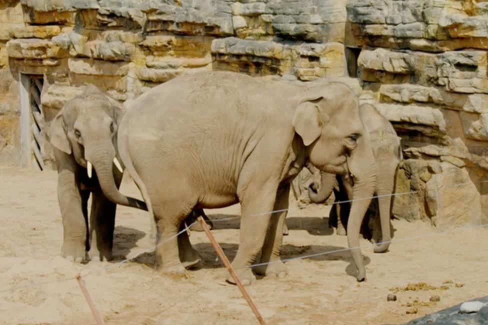 A large and a two small elephants in a herd together.