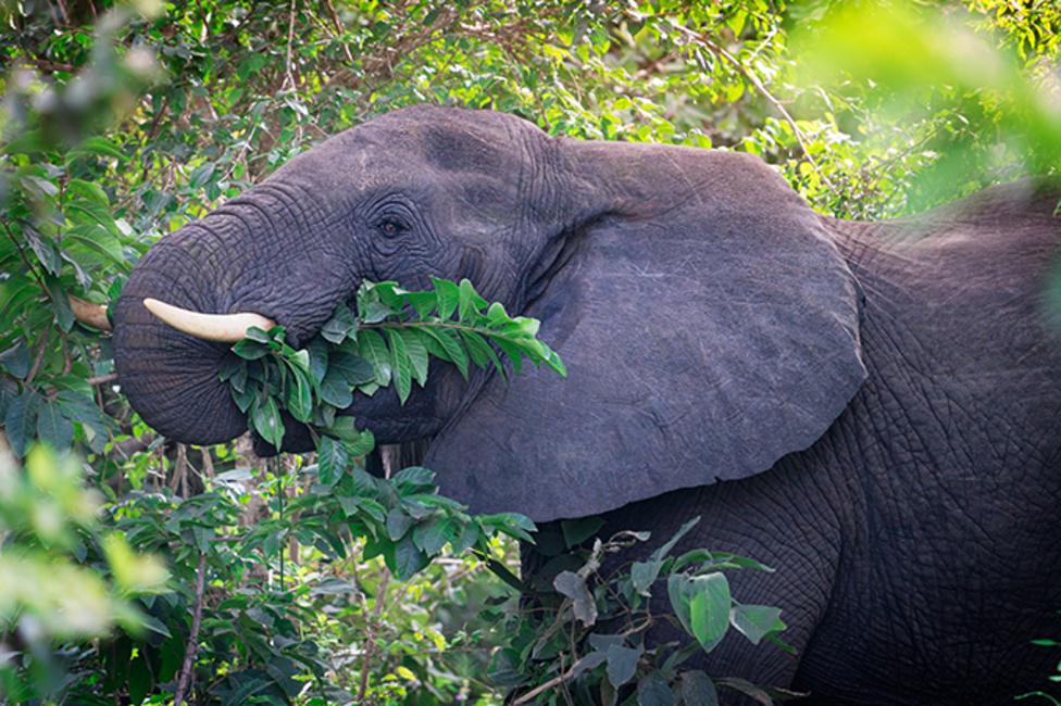 A large elephant eating a branch from a tree.