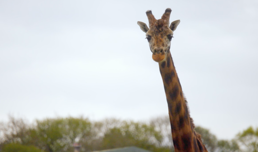 Image of a giraffe