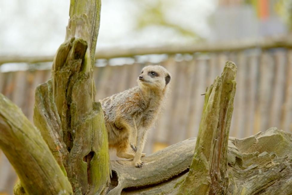 Image of a meerkat sat on a tree