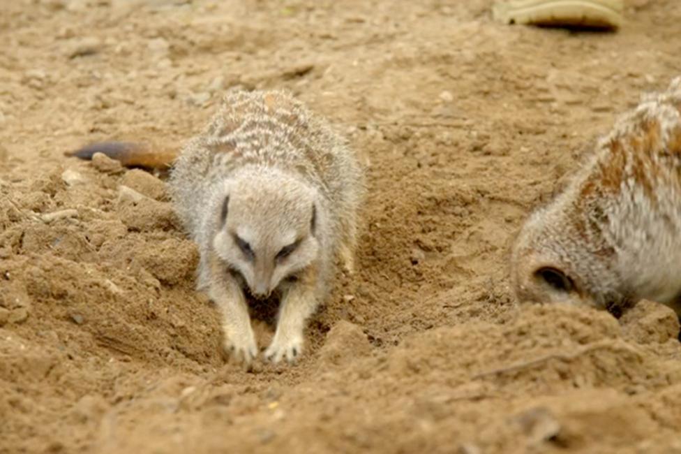 A meerkat digging a burrow in a sand lot.