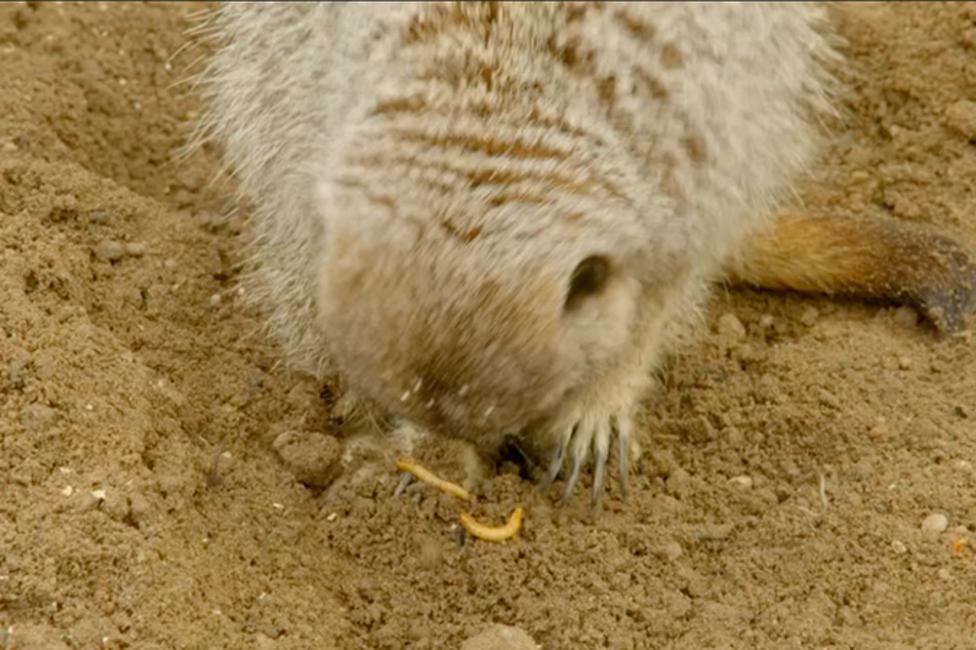 A meerkat digging in a sand lot with two maggots in the sand.