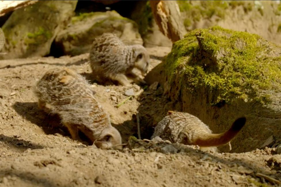 A group of meerkats digging a burrow in sand.