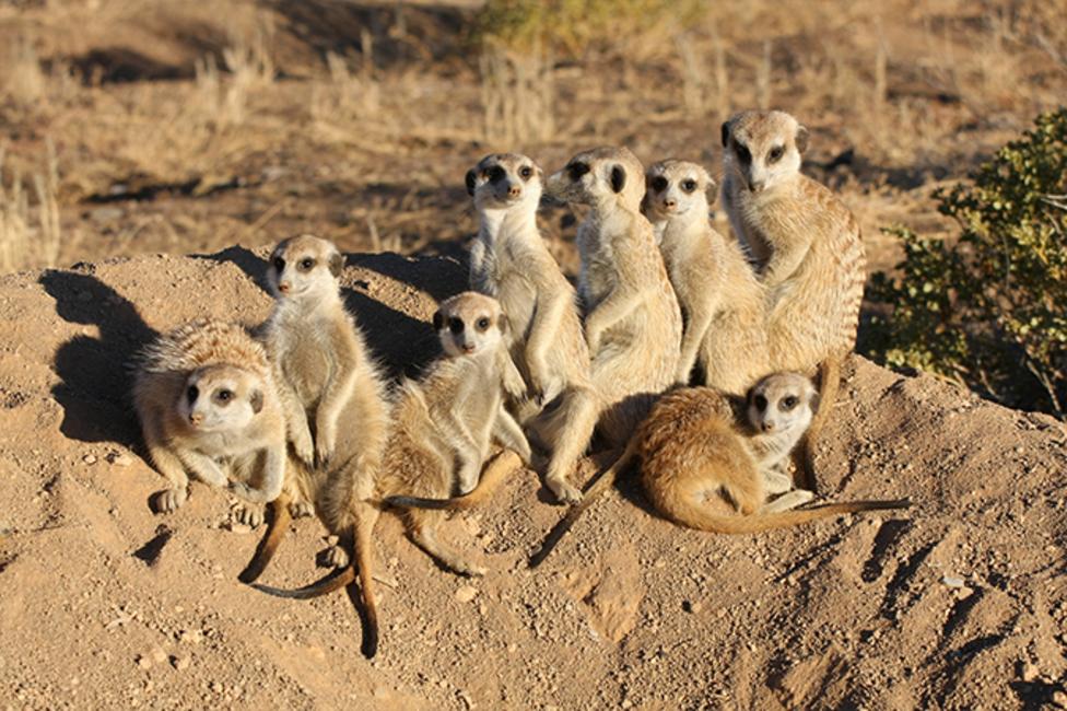 A mob of meerkats sitting together on a rock.