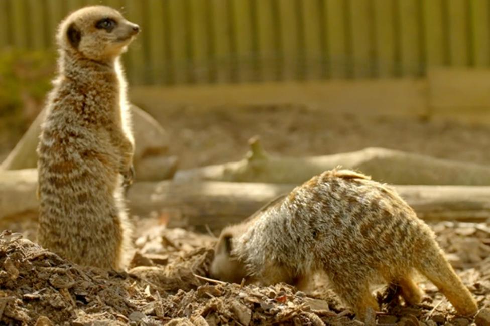 Two meerkats stood on a sandy lot. One is stood upright on lookout and the other is digging a burrow.