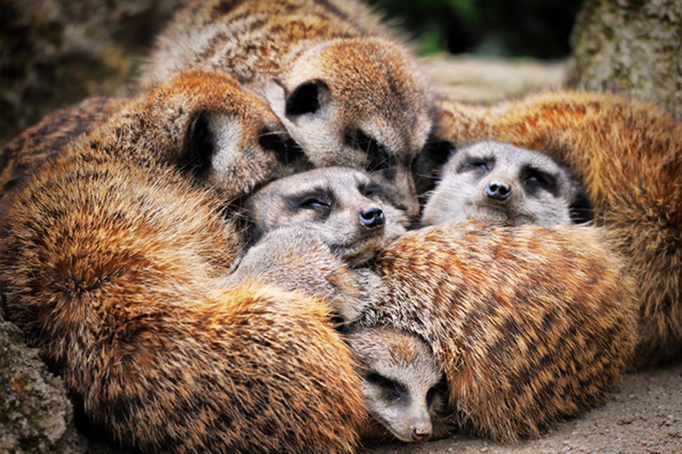 A mob of meerkats sleeping on top of one another.