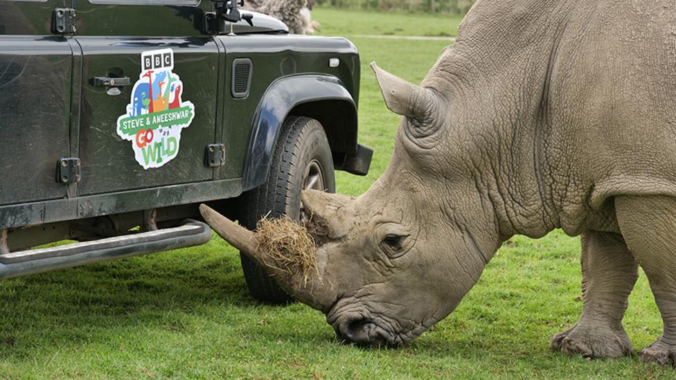 An image of a rhino stood on grass beside a car with the SAAGW logo on the driver's door.