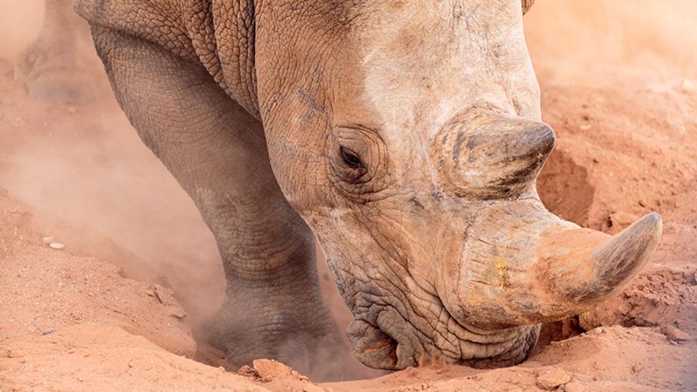 An image of a rhino's head digging a hole in the dirt with its horn.