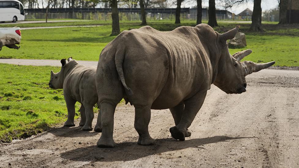 An image of a rhino and its calf with their backs to camera walking along a dirt road.