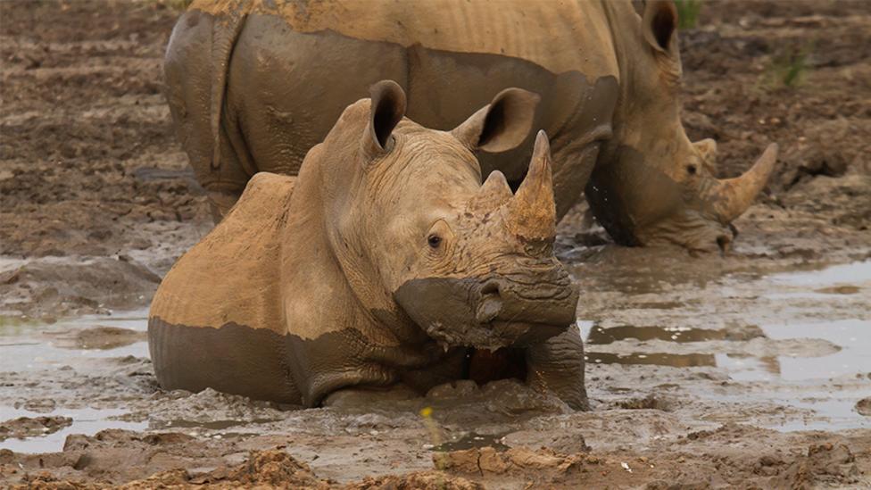 A baby rhino is having a mud bath, a larger rhino is behind it in the same mud bath.