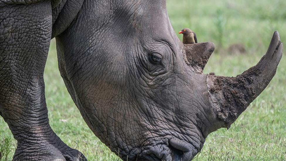 A closeup of a rhinos head, sat on its horn is an oxpecker bird that is preening the rhino.