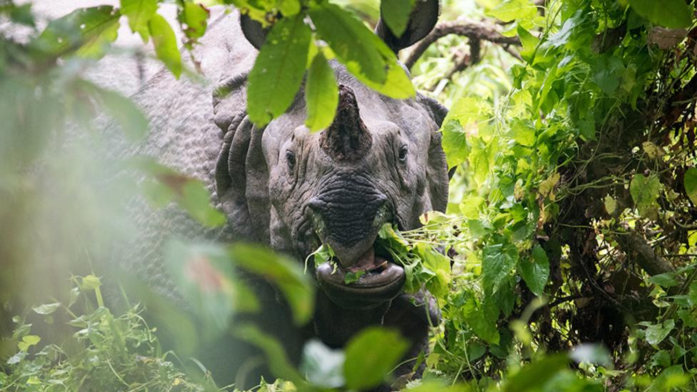 An image of a rhino in a bush chewing on branches.