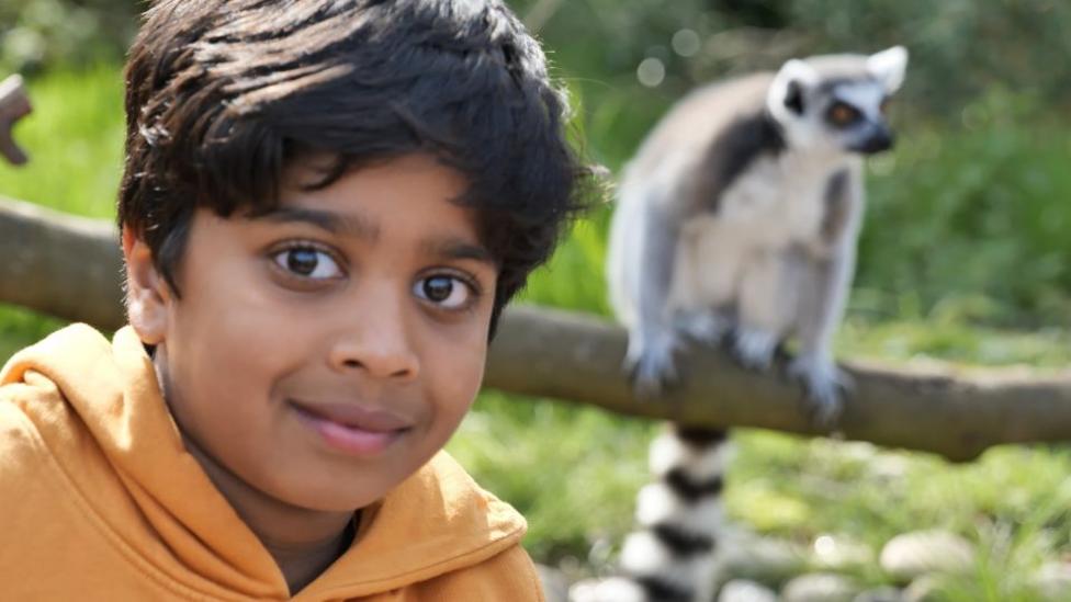 Image of a ring-tailed lemur.