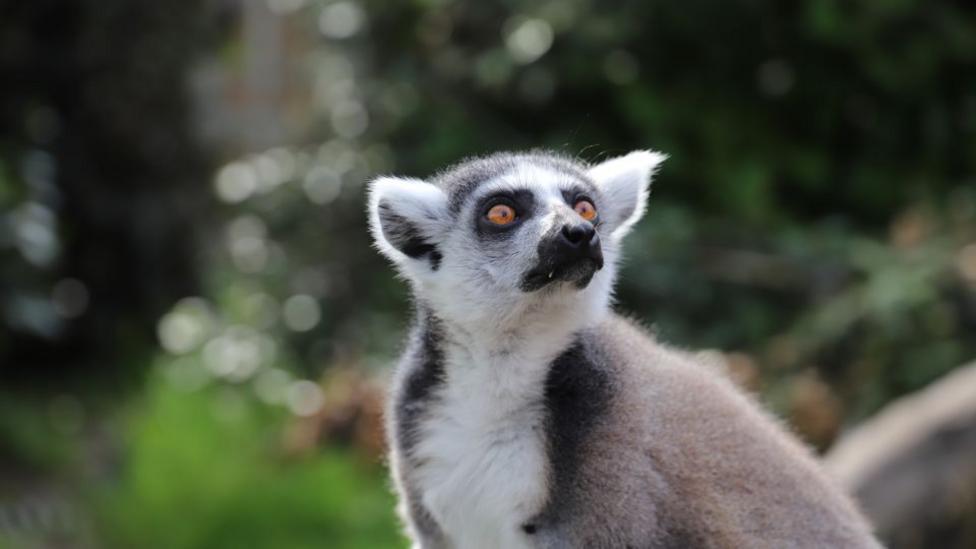 Image of a ring-tailed lemur.