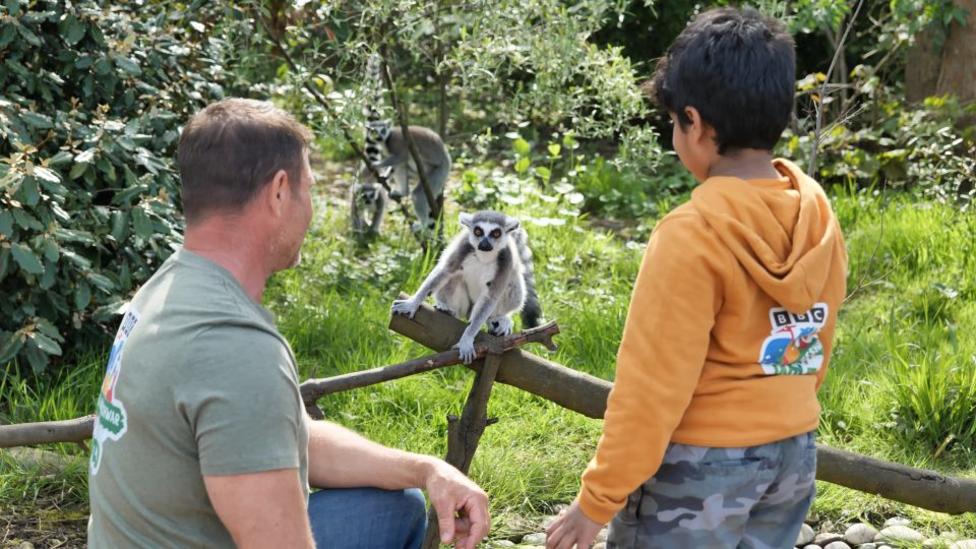 Image of a ring-tailed lemur.