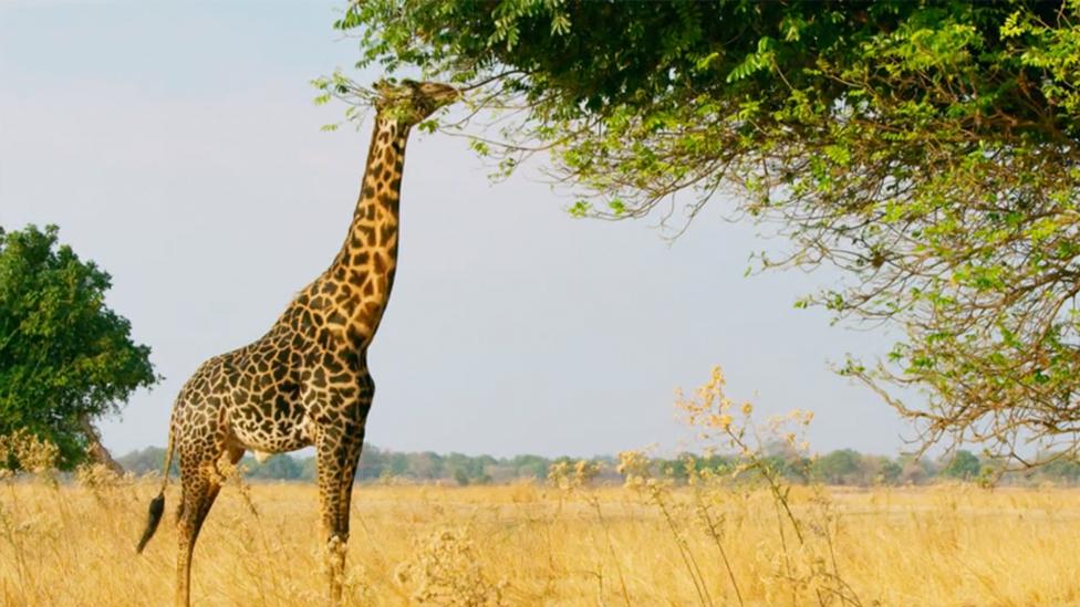 Images of giraffes from Steve and Aneeshwar Go Wild on CBeebies website.