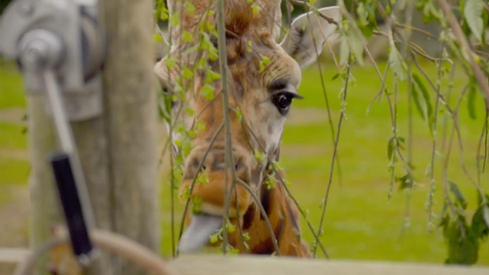 Giraffe eating trees from Steve and Aneeshwar Go Wild.