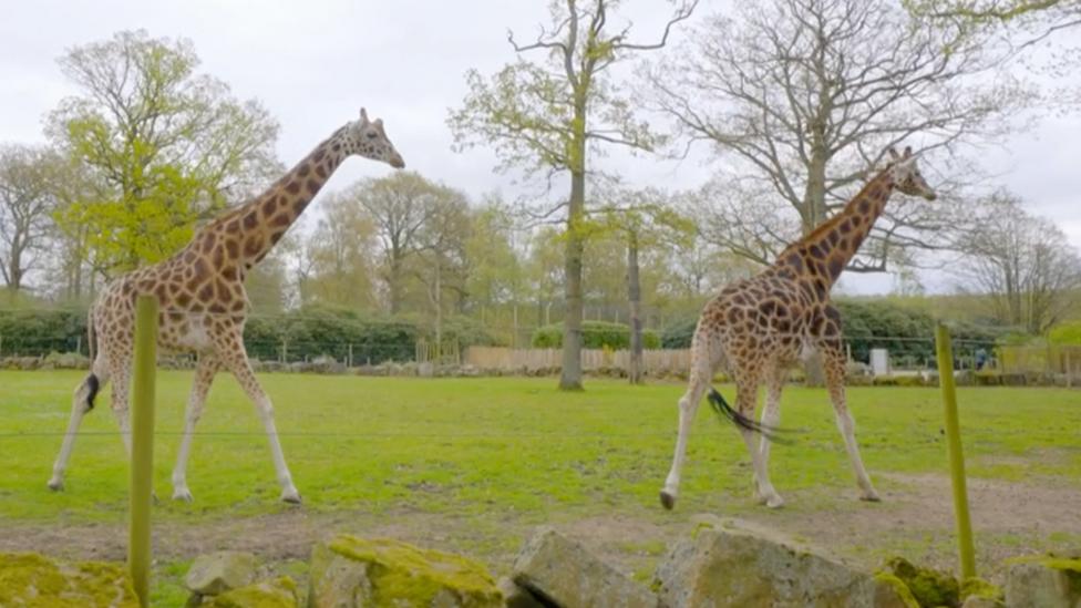 Images of giraffes from Steve and Aneeshwar Go Wild on CBeebies website.