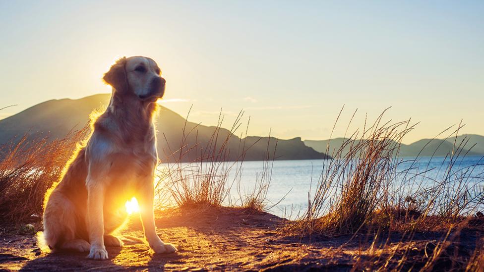 Cute animal images. Caring for a pet can be a great way to help children develop a sense of responsibility.