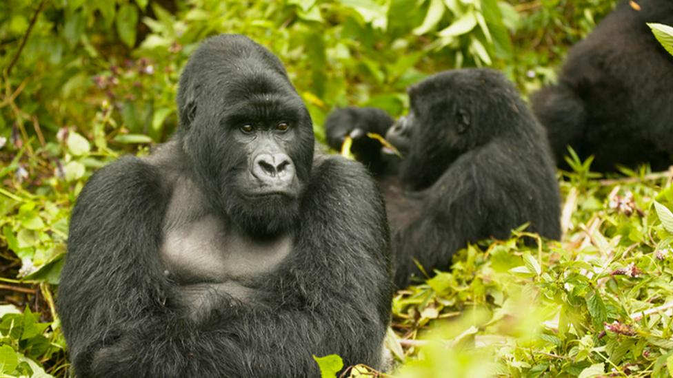 Fact File: Gorillas