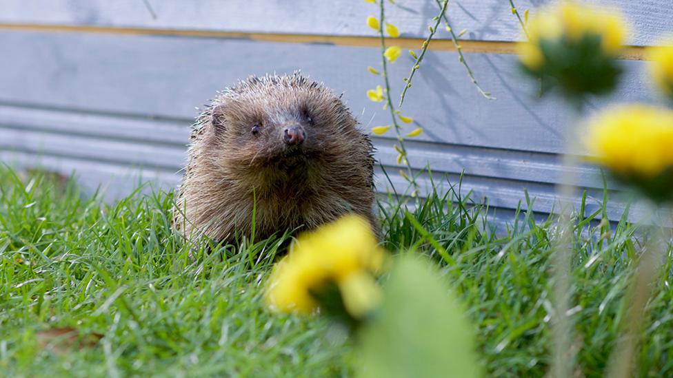 Animals from CBeebies show Olga da Polga