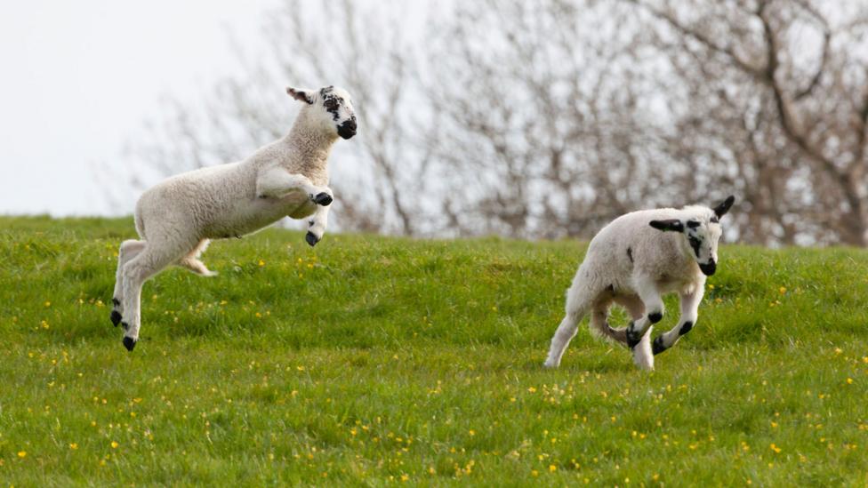 Leaping Animals Gallery